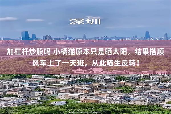 加杠杆炒股吗 小橘猫原本只是晒太阳，结果搭顺风车上了一天班，从此喵生反转！